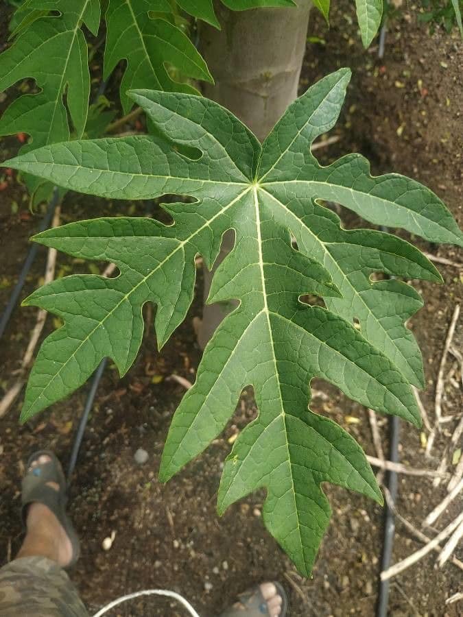 Hoja de papaya para la diabetes Salud Para todos